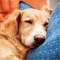 Learning how to train your dog will improve your life and his, and will strengthen the bond between you two