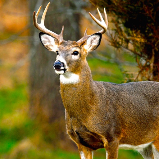 Deer Hunting Crossing Ace