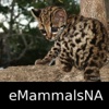 Mammals of North, Central & South America - A Mammal App