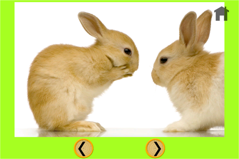 exceptionnal rabbits for kids free screenshot 4