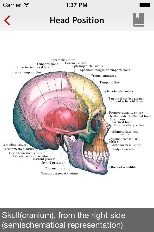 Human Anatomy Position screenshot 3