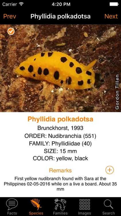 Nudibranch ID Indo Pacific screenshot-3