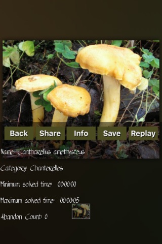 Mushrooms Puzzles Collection screenshot 4