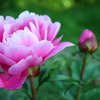 Peony Wallpapers HD: Quotes Backgrounds with Art Pictures
