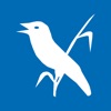 R(h)einhören - Vogelvielfalt am Oberrhein R(h)einhören - Vogelvielfalt am Oberrhein