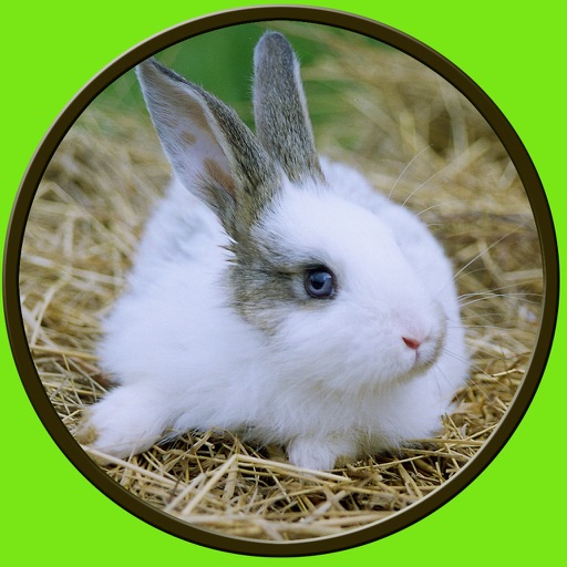 amazing rabbits for kids - no ads icon
