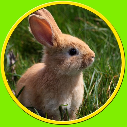 competition for rabbits - no ads icon