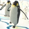 Penguin Simulator 2016 | Crazy Racing Penguins Game Free