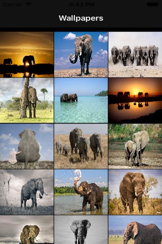 Elephant Wallpapers screenshot 2