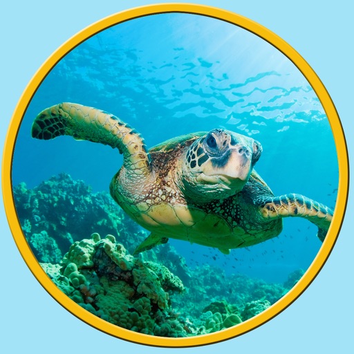 amazing turtles for kids - no ads icon