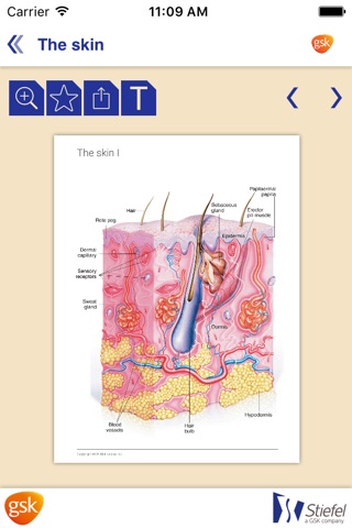 Dermatology Miniatlas screenshot 4