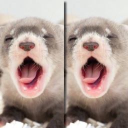 Find the Difference in Ferret