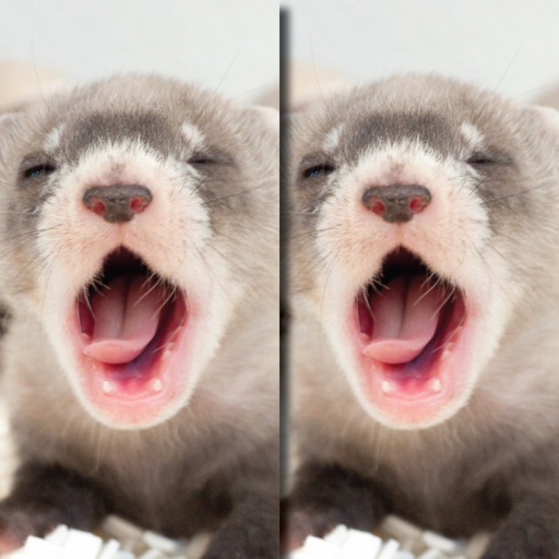 Find the Difference in Ferret Icon
