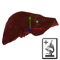 Realidad aumentada aplicada a la microscopía del hígado