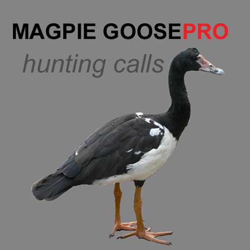 REAL Magpie Goose Calls - Hunting Calls for Magpie Geese -- (ad free) BLUETOOTH COMPATIBLE iOS App