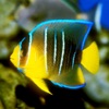 Reef Fishes Encyclopedia