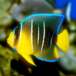 Reef Fishes Encyclopedia