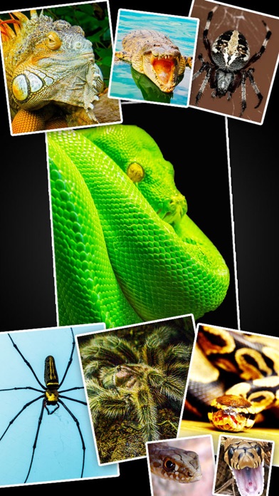 How to cancel & delete Snakes, Spiders, Lizards and Reptiles - Animals Wallpapers from iphone & ipad 1