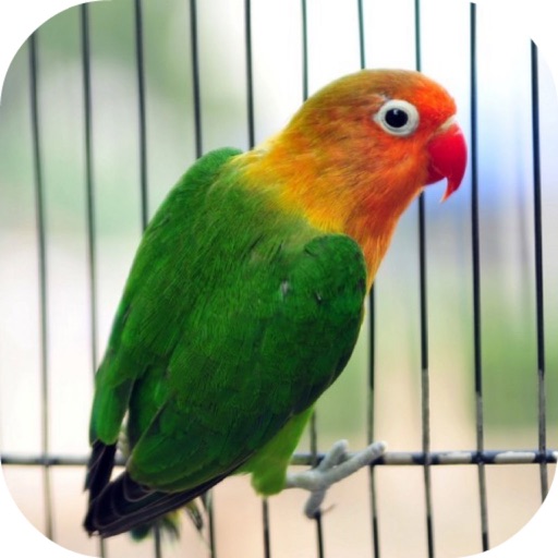 The Lovely Parrot——Mystery Hunter、Birds Rescue icon