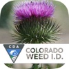 Colorado Noxious Weeds