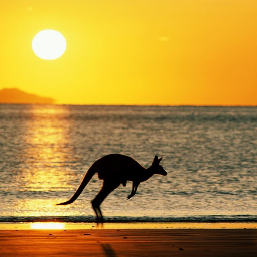 Australian Kangaroo Wallpapers HD: Quotes Backgrounds with Art Pictures icon