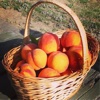 Grossen Peaches