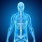 Medical Terminology : Skeletal System