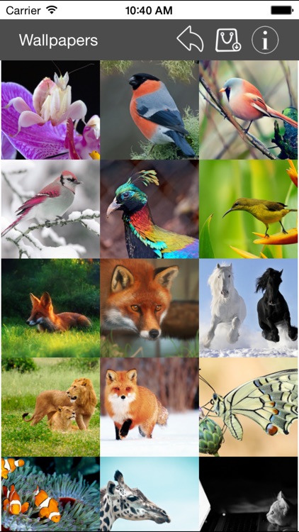 Wallpaper Collection Animals Edition