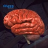 Alyss 3D Lab Human Brain