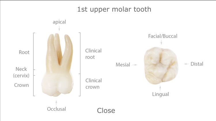 Tooth Guide Lite