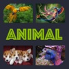 Pic Puzzle - Animal