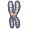 Virtual Reality(VR) Chromosomes