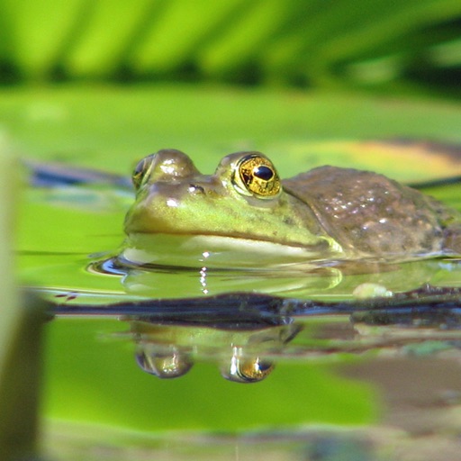 Frog Pond Hop icon