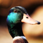 Top 20 Entertainment Apps Like Duck Sounds! - Best Alternatives