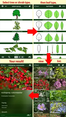 Game screenshot Tree Id USA - identify over 1000 of America's native species of Trees, Shrubs and Bushes hack