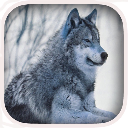 Wolf Hunter Challenge 2016 iOS App