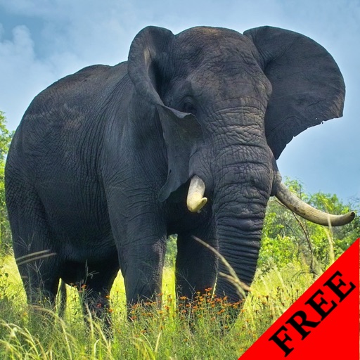 Elephant Photos & Video Galleries FREE