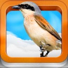 Top 26 Education Apps Like Atlas ptáků pro děti - Best Alternatives