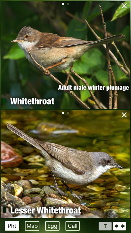 Birds of Switzerland - a field guide to identify the bird species native to Switzerland