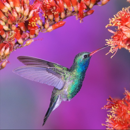 Hummingbirds Encyclopedia icon