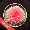 Guide for LikeThat Garden – Flower Identification