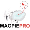 Magpie Hunting Strategy - Plan Your Magpie Hunting Trip