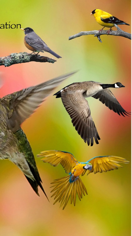 Bird Identification by Color - Ornithology Guide for Northeastern U.S. Bird Watching + Bird Sounds/Songs screenshot-3