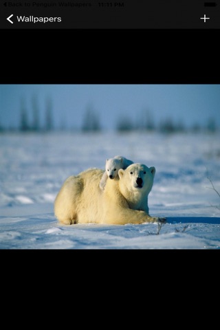 Best Polar Bear Wallpapers screenshot 2