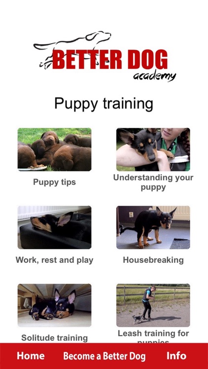 Better Dog Academy