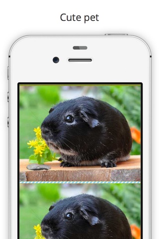 Find the Difference in Guinea Pig screenshot 3