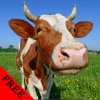 Cow Photos & Video Galleries FREE