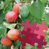 Fruits Puzzles Box