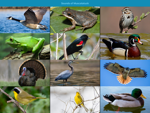 Screenshot #1 for Muscatatuck Wildlife