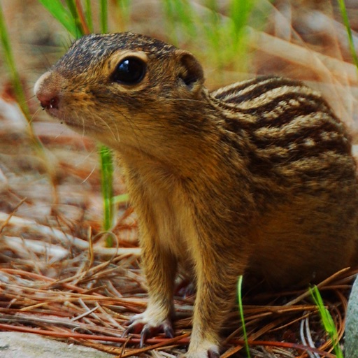 Squirrel Species